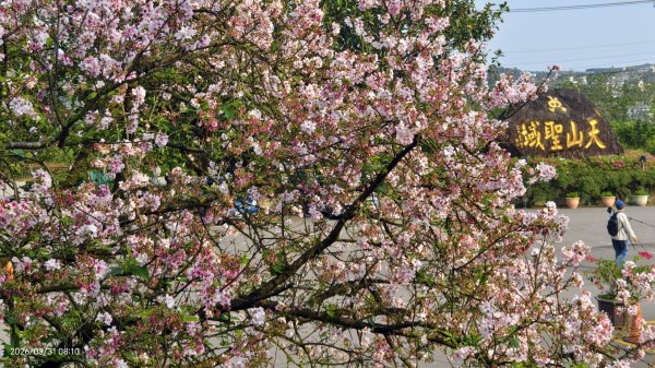 #大鳳蝶 (雌無尾) #綠繡眼 #頂湖小鎮 #紫藤 #觀音山 #日出 #天元宮 #吉野櫻 3/313026511