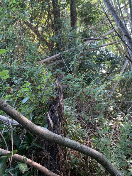 20251122高雄竹山口山2945315