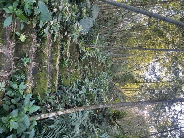 雲嘉五連峰2735900