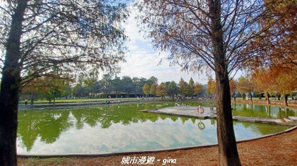 【南投名間】欣美創意園區~落羽松2968333