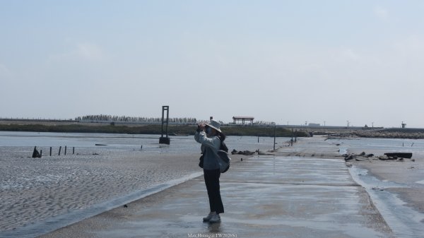 《彰化》海中步道｜漢寶濕地芳苑濕地健行賞鳥202603153016768