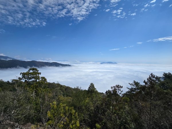 蝶夢八唐（裡冷登山口往返）八仙山出雲海下山順賞富士櫻2722720