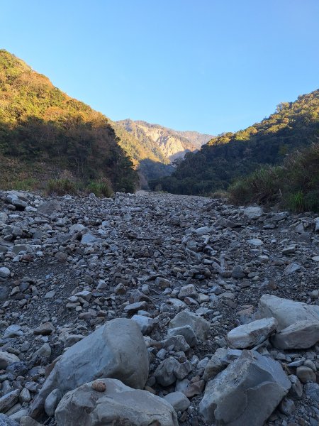 神木村千年樟木202512112959511