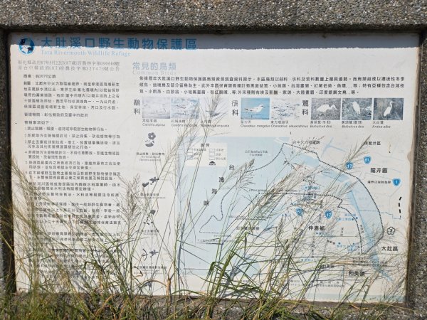 大肚溪濕地生態步道3136040