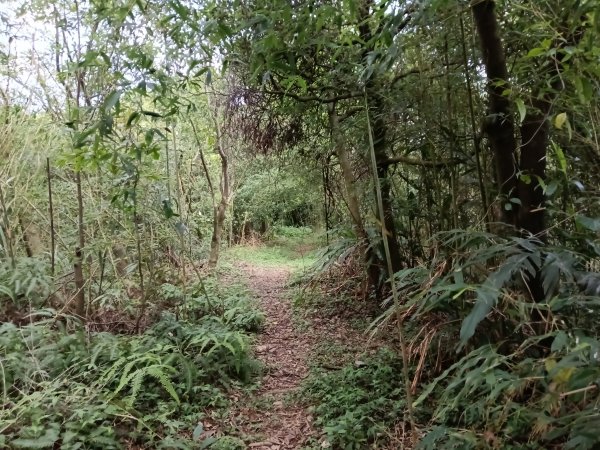 瑞芳區過港山+四腳亭砲台+深奧砲台山P字走2803743