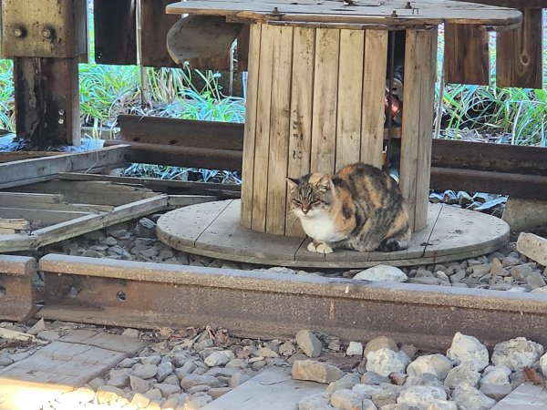20251123秘境車站峠駅與垂水遺跡2957754