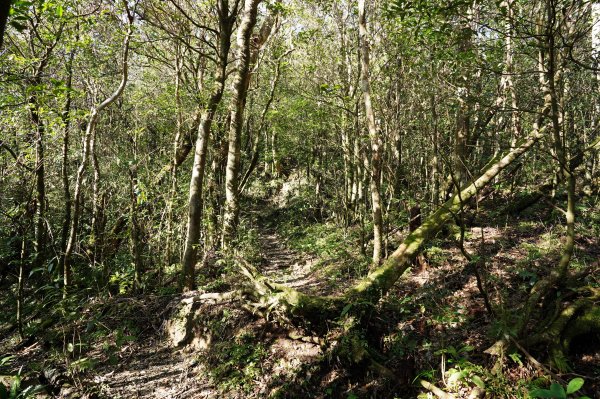 新北 烏來 美鹿山、高腰山、拔刀爾山、小巫山2703499
