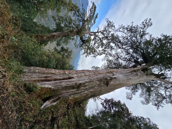 鳶嘴山+稍來神木2709901