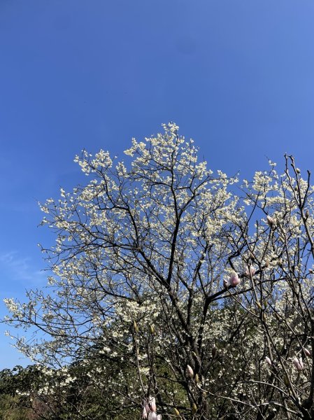 楓樹湖古道3012075