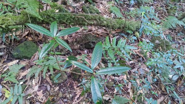北坑山大板根東洗水山盡尾山東北峰2701681