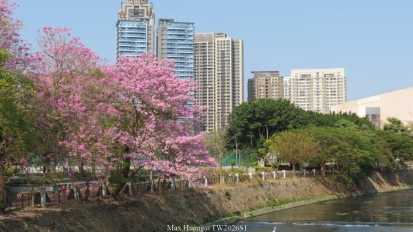 《台中》粉紅浪漫｜潮洋環保公園河岸步道202602-033022458