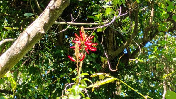 年前練練腳台北西湖近郊13連峰O型2999229