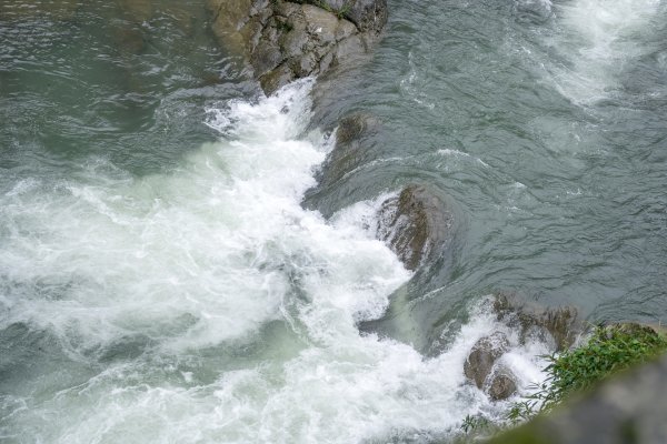 東眼山雨中尋幽2975362