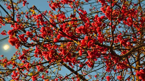 翡翠水庫壩頂&士林官邸鬱金香 2/172713964