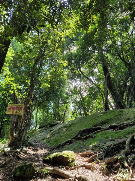 關西赤柯山,東獅頭山步道2281838