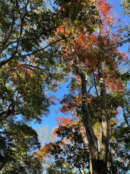 馬那邦山賞楓趣1549547