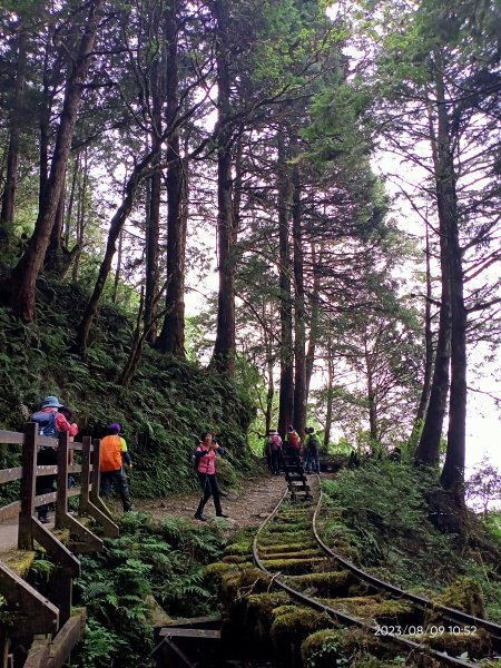 宜蘭太平山國家森林遊樂區 - 見晴懷古步道、檜木原始林步道（2-1 至蹦蹦車站）【台灣百大必訪步道】2245149