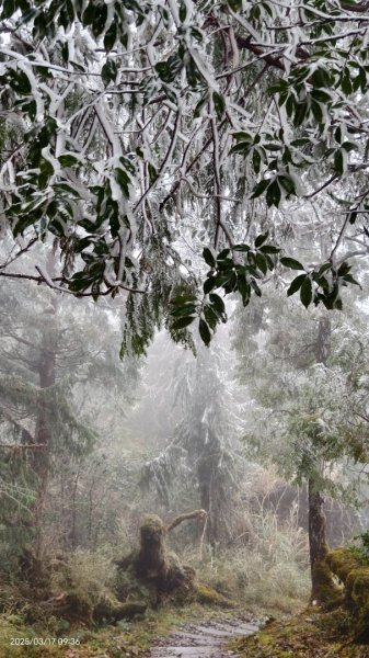 #望洋山 #太平山觀雲步道 #霧淞 #雲海 #帝雉 3/172737659