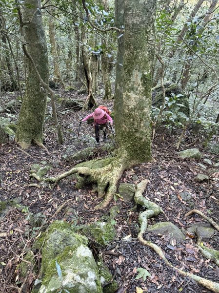 山毛櫸掉光光的 卡保逐鹿O繞 202511152937451