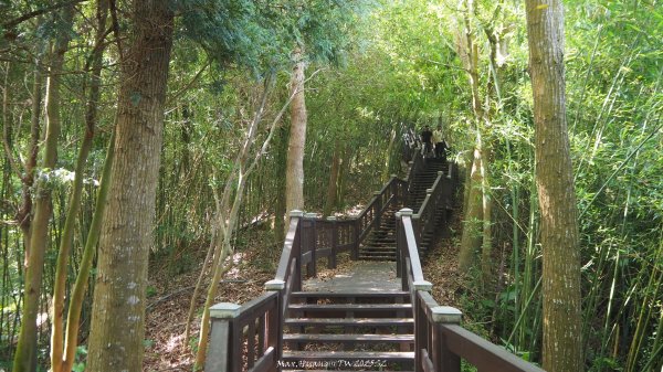 《台中》貓仔龍貓｜后里鳳凰山觀音山登山步道O繞202505042777229