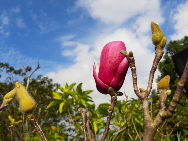 粉粉三色櫻、木蓮花、山茶花爭奇鬥艷814418