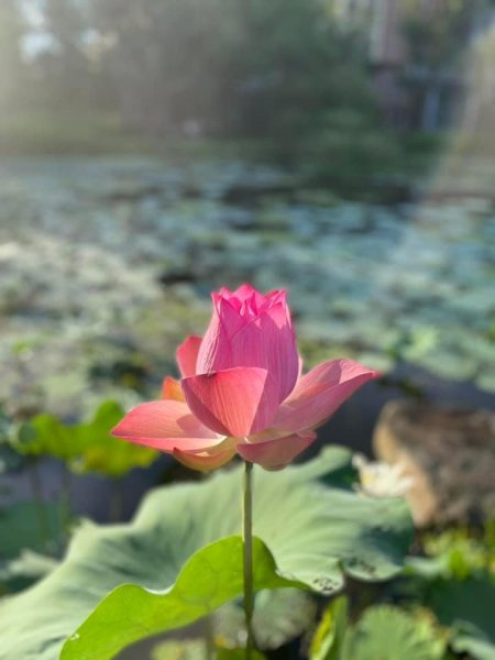 夜衝台大追ㄧ夜美人/穗花棋盤腳2574206