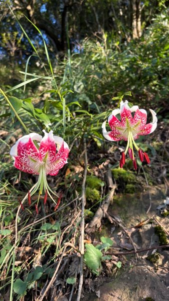 石壁上的花3106915