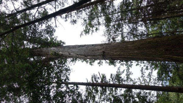 雙龍林道上巒安堂西巒大山1778630