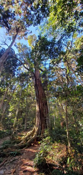 谷關七雄老大-八仙山谷關七雄主峰步道2361217