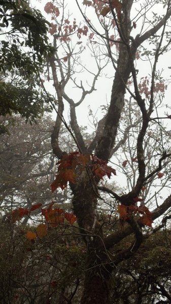 再見加里山2961845