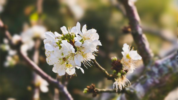 【蛇年走春】高雄桃源 • 世外桃源2700237