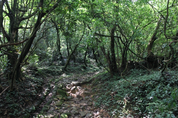 20160502台灣台北陽明山金包里步道公開90677