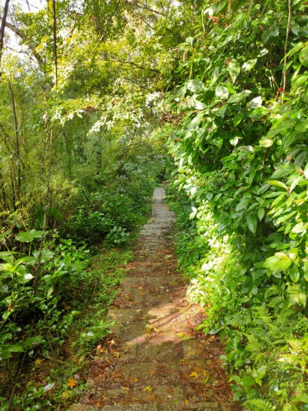 橫嶺古道 湖山國小步道1194195