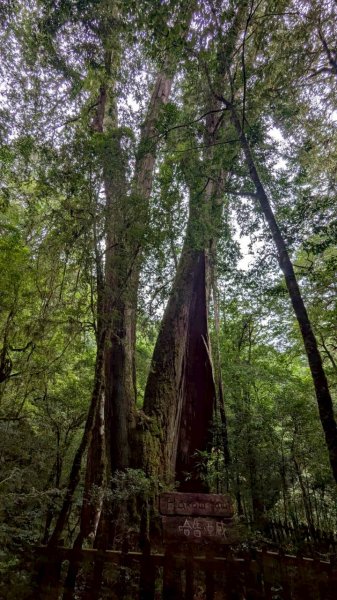 鎮西堡巨木步道群 (B區)2861200