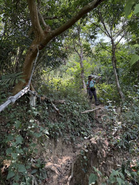 烏山縱走半程 (雲山寺~刣牛湖山) 來回 202504272773722