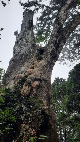 《新竹》斷崖神木｜北得拉曼步道小P繞202510172917564