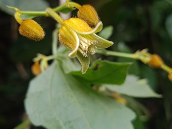 回歸自然的杜仔湖步道上雙子山2677783
