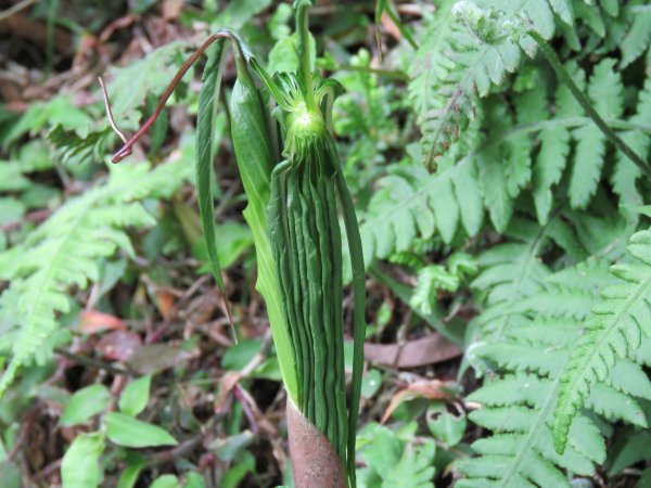 大屯主南峰賞花慢遊544746