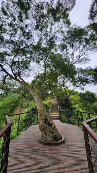 田中麒麟山連走田中森林公園北天宮O繞+ 田中大小劍逆走2756721