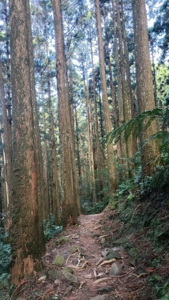 東眼山自導式步道1553179