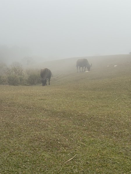陽明山東西大縱走-東段2984545