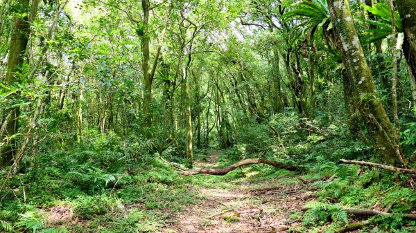 大湖尾,溪尾寮,藤寮坑古道2877514
