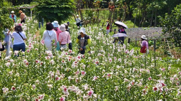 追花是簡單的快樂，賞花是恬淡的幸褔 #LO百合 #金針花 5/123053122