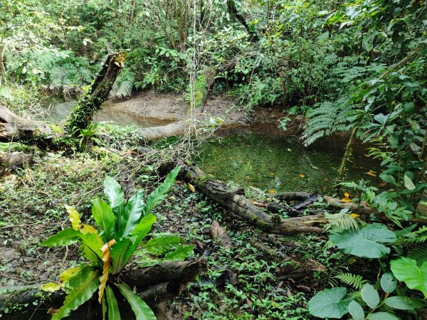 新山夢湖-友蚋山-友蚋南峰-五指山古道2755369