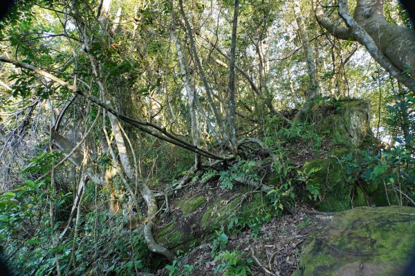 新北 三峽 內詩朗山、金平山2950921