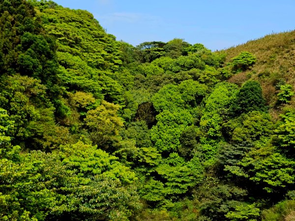 2026年臺北大縱走第三段：小油坑至風櫃口(七星山段)3029543