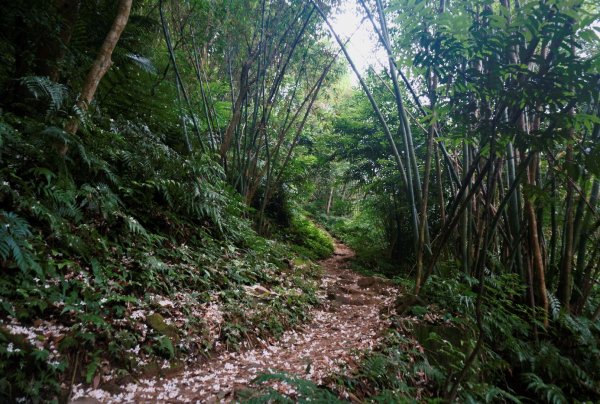 五寮尖登山步道1383102
