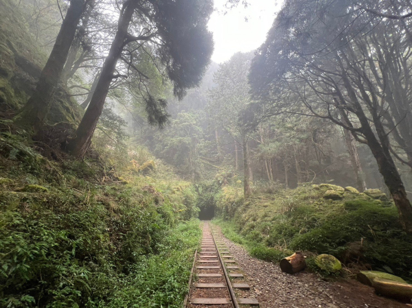 【嘉義】阿里山眠月線