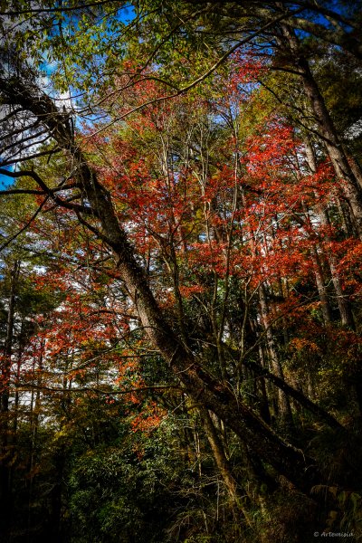 [冬訪大霸聖山岳參行]-大鹿林道東線榆金楓紅與九九山莊精選輯2974716