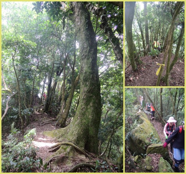 獅潭仙山步道444248